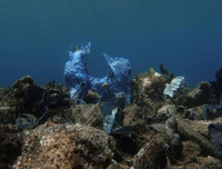 [ẢNH] Rác thải nhựa bủa vây, các đại dương đang kêu cứu