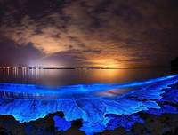 [ẢNH] Vẻ đẹp huyền diệu của những bãi biển tự phát sáng trong đêm