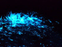 [ẢNH] Vẻ đẹp huyền diệu của những bãi biển tự phát sáng trong đêm