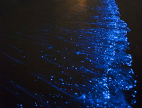 [ẢNH] Vẻ đẹp huyền diệu của những bãi biển tự phát sáng trong đêm