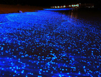 [ẢNH] Vẻ đẹp huyền diệu của những bãi biển tự phát sáng trong đêm