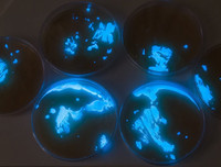 [ẢNH] Vẻ đẹp huyền diệu của những bãi biển tự phát sáng trong đêm