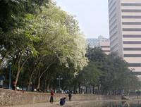 [ẢNH] Hà Nội đẹp đến nao lòng trong sắc trắng hoa sưa