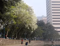 [ẢNH] Hà Nội đẹp đến nao lòng trong sắc trắng hoa sưa