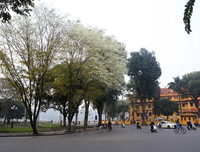 [ẢNH] Hà Nội đẹp đến nao lòng trong sắc trắng hoa sưa