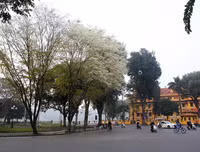 [ẢNH] Hà Nội đẹp đến nao lòng trong sắc trắng hoa sưa
