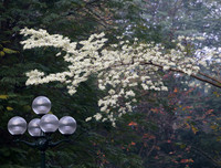 [ẢNH] Hà Nội đẹp đến nao lòng trong sắc trắng hoa sưa