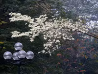 [ẢNH] Hà Nội đẹp đến nao lòng trong sắc trắng hoa sưa