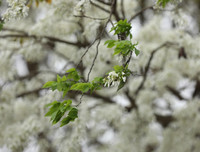 [ẢNH] Hà Nội đẹp đến nao lòng trong sắc trắng hoa sưa