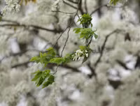 [ẢNH] Hà Nội đẹp đến nao lòng trong sắc trắng hoa sưa