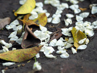 [ẢNH] Hà Nội đẹp đến nao lòng trong sắc trắng hoa sưa