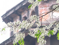 [ẢNH] Hà Nội đẹp đến nao lòng trong sắc trắng hoa sưa