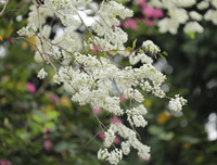 [ẢNH] Hà Nội đẹp đến nao lòng trong sắc trắng hoa sưa