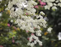 [ẢNH] Hà Nội đẹp đến nao lòng trong sắc trắng hoa sưa