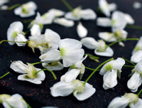 [ẢNH] Hà Nội đẹp đến nao lòng trong sắc trắng hoa sưa