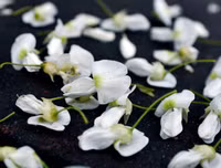 [ẢNH] Hà Nội đẹp đến nao lòng trong sắc trắng hoa sưa