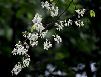 [ẢNH] Hà Nội đẹp đến nao lòng trong sắc trắng hoa sưa