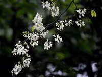 [ẢNH] Hà Nội đẹp đến nao lòng trong sắc trắng hoa sưa