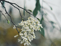 [ẢNH] Hà Nội đẹp đến nao lòng trong sắc trắng hoa sưa