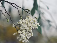 [ẢNH] Hà Nội đẹp đến nao lòng trong sắc trắng hoa sưa