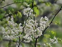 [ẢNH] Hà Nội đẹp đến nao lòng trong sắc trắng hoa sưa