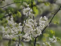 [ẢNH] Hà Nội đẹp đến nao lòng trong sắc trắng hoa sưa