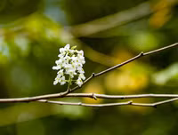 [ẢNH] Hà Nội đẹp đến nao lòng trong sắc trắng hoa sưa