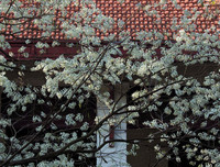 [ẢNH] Hà Nội đẹp đến nao lòng trong sắc trắng hoa sưa