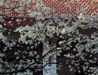 [ẢNH] Hà Nội đẹp đến nao lòng trong sắc trắng hoa sưa