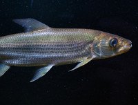 [ẢNH] Điểm mặt những loài 