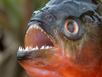 [ẢNH] Điểm mặt những loài 