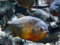 [ẢNH] Điểm mặt những loài 