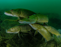 [ẢNH] Điểm mặt những loài 