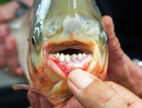 [ẢNH] Điểm mặt những loài 