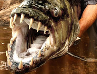 [ẢNH] Điểm mặt những loài 