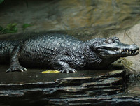 [ẢNH] Điểm mặt những loài 