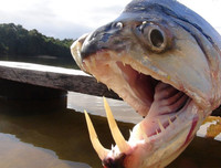 [ẢNH] Điểm mặt những loài 