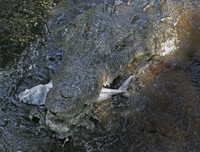 [ẢNH] Điểm mặt những loài 