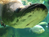 [ẢNH] Điểm mặt những loài 