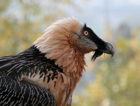 [ẢNH] Cận cảnh những loài chim nguy hiểm nhất thế giới