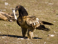 [ẢNH] Cận cảnh những loài chim nguy hiểm nhất thế giới