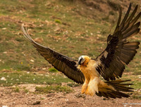 [ẢNH] Cận cảnh những loài chim nguy hiểm nhất thế giới