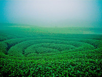 [ẢNH] 9 địa điểm du lịch ở Mộc Châu 