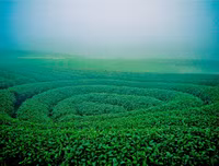 [ẢNH] 9 địa điểm du lịch ở Mộc Châu 