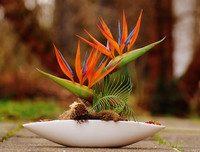 [ẢNH] Cảnh giác với những loài hoa, cây cảnh cực đẹp nhưng cũng cực độc trong dịp Tết