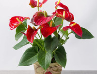 [ẢNH] Cảnh giác với những loài hoa, cây cảnh cực đẹp nhưng cũng cực độc trong dịp Tết