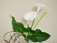 [ẢNH] Cảnh giác với những loài hoa, cây cảnh cực đẹp nhưng cũng cực độc trong dịp Tết