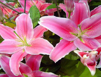 [ẢNH] Những bí quyết giúp hoa tươi lâu trong ngày Tết