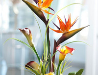 [ẢNH] Cảnh giác với những loài hoa, cây cảnh cực đẹp nhưng cũng cực độc trong dịp Tết