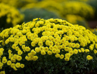 [ẢNH] Cảnh giác với những loài hoa, cây cảnh cực đẹp nhưng cũng cực độc trong dịp Tết